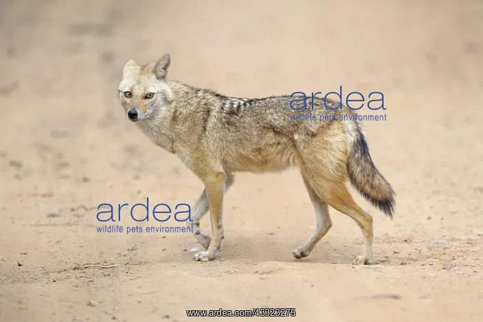 : Golden Jackal : Golden Jackal