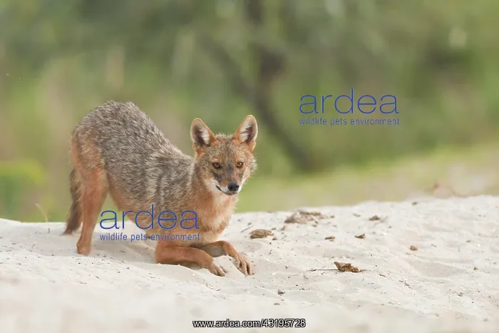 : Golden jackal (Canis aureus) crouching on sandy : Golden jackal (Canis aureus) crouching on sandy