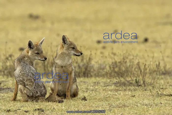 : Golden Jackal, Canis aureus, in the Masai : Golden Jackal, Canis aureus, in the Masai