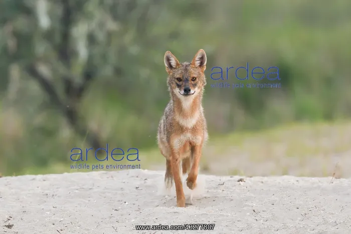 : Golden jackal (Canis aureus) runs on sandy soil : Golden jackal (Canis aureus) runs on sandy soil