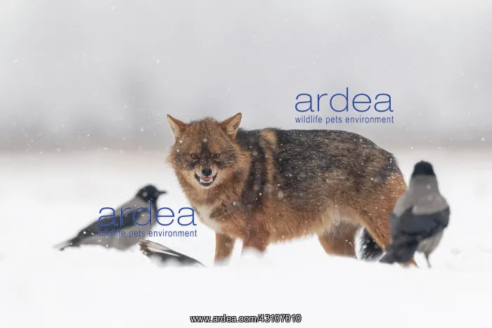 : Golden jackal (Canis aureus), in snowy landscape : Golden jackal (Canis aureus), in snowy landscape
