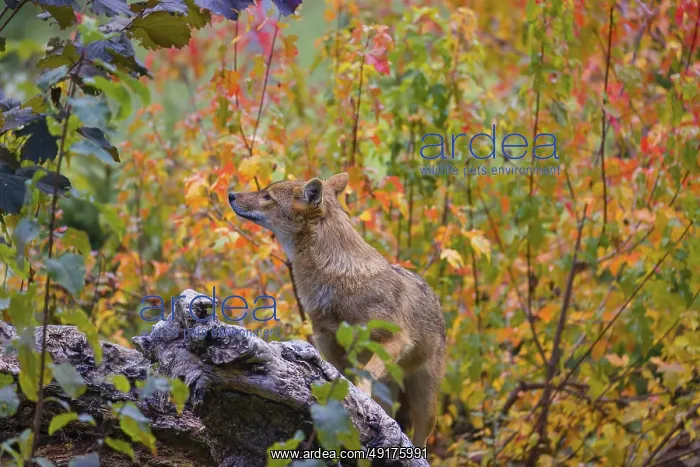 : One golden jackal (Canis aureus) stands on a fallen tree trunk : One golden jackal (Canis aureus) stands on a fallen tree trunk