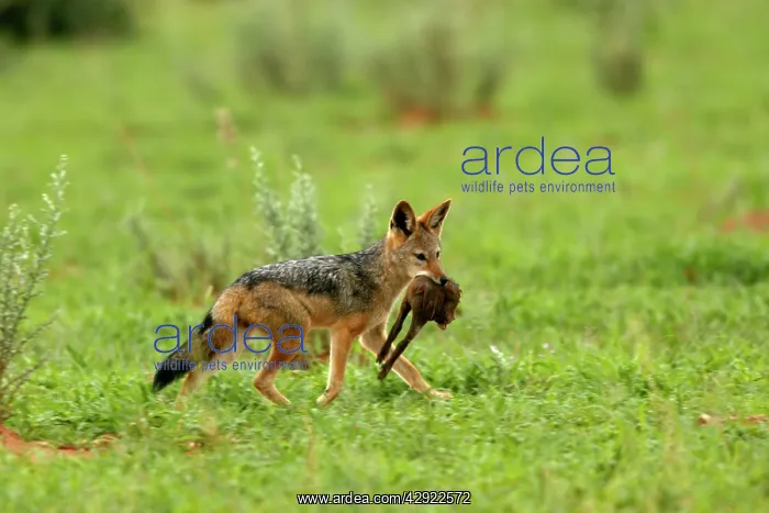 : Golden Jackal / Common Jackal - Eating a young oryx : Golden Jackal / Common Jackal - Eating a young oryx