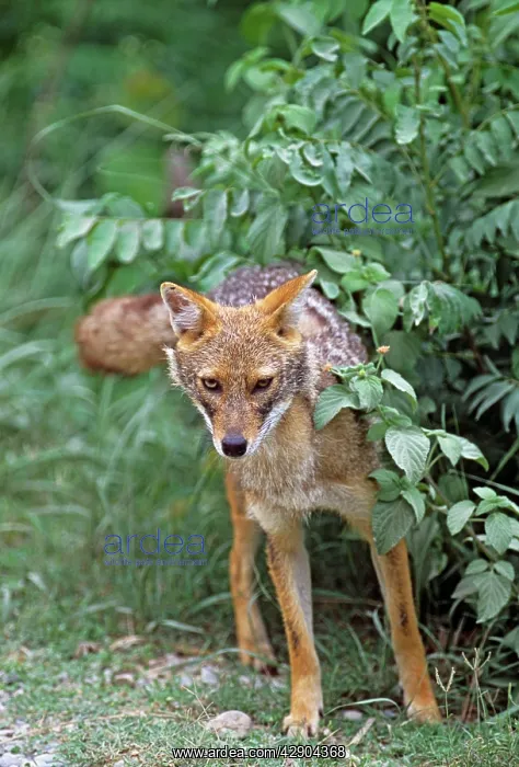 : Golden Jackal spray marking : Golden Jackal spray marking