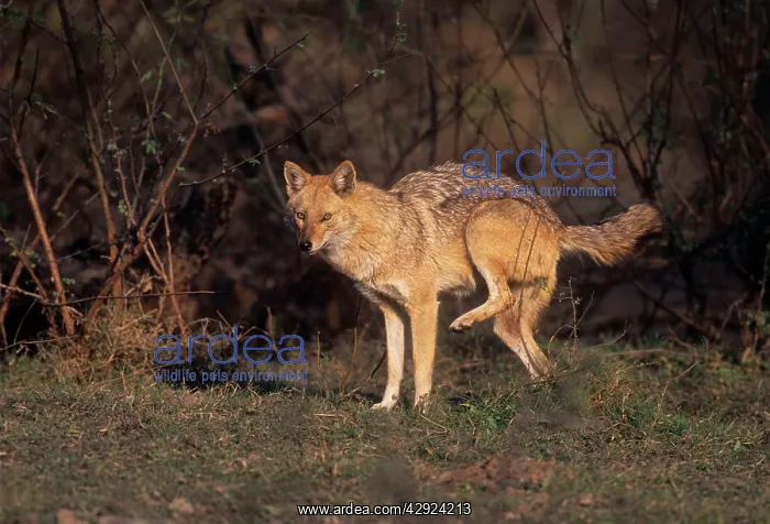 : Golden Jackal - urinating : Golden Jackal - urinating