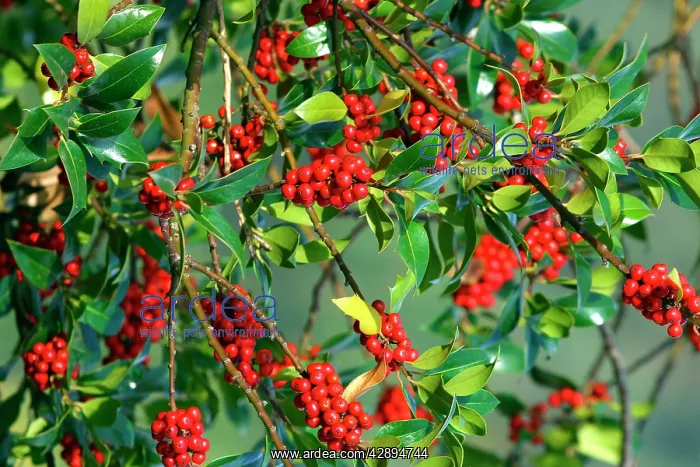 : Golden King Holly : Golden King Holly