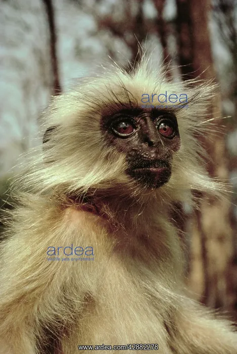 : Golden langur : Golden langur