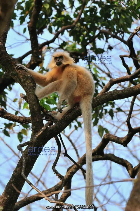 : Golden Langur / Gee's Golden Langur : Golden Langur / Gee's Golden Langur