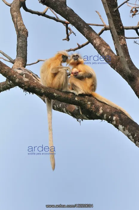 : Golden Langur / Gee's Golden Langur with baby : Golden Langur / Gee's Golden Langur with baby