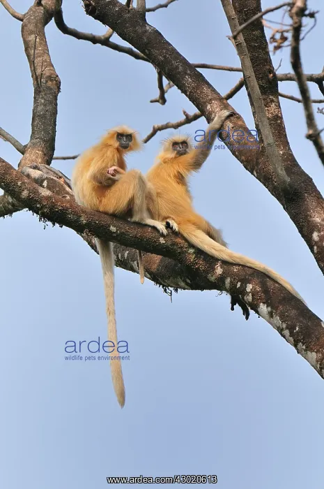 : Golden Langur / Gee's Golden Langur with baby : Golden Langur / Gee's Golden Langur with baby