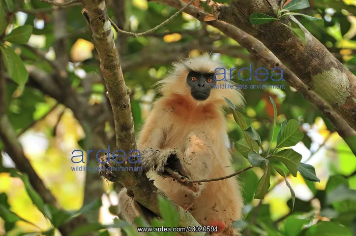: Golden Langur / Gee's Golden Langur with dirty fur : Golden Langur / Gee's Golden Langur with dirty fur