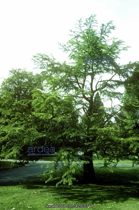  : GOLDEN LARCH