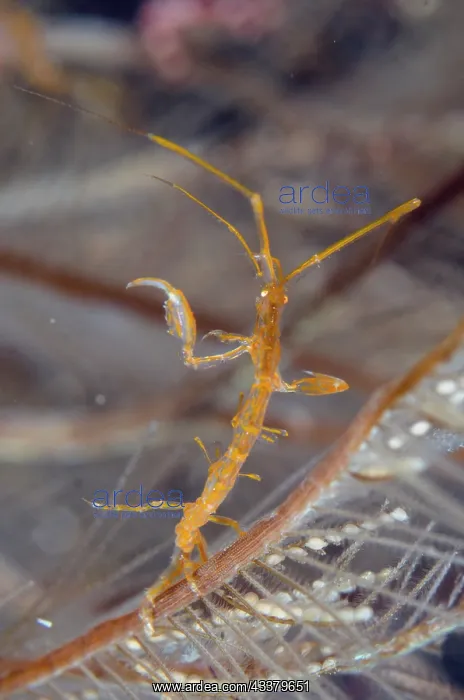 : Golden-lined Skeleton Shrimp : Golden-lined Skeleton Shrimp