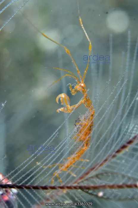 : Golden-lined Skeleton Shrimp : Golden-lined Skeleton Shrimp