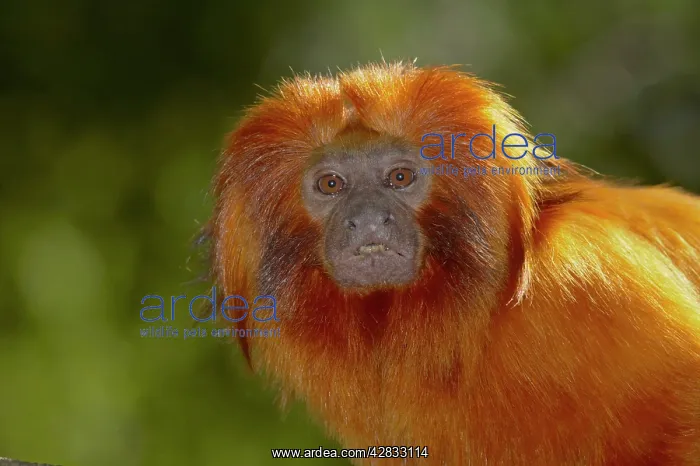 : Golden Lion Tamarin : Golden Lion Tamarin