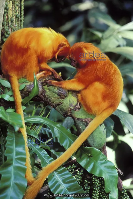 : Golden Lion TAMARIN - two together : Golden Lion TAMARIN - two together