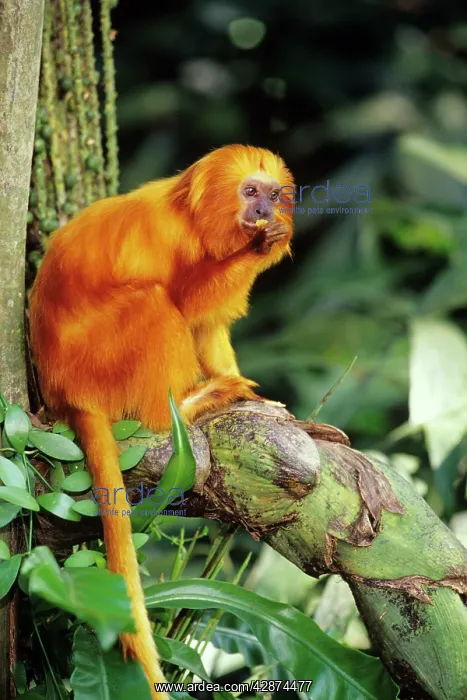 : Golden Lion Tamarin : Golden Lion Tamarin