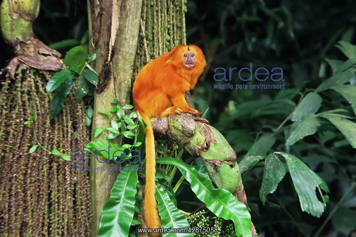 : Golden Lion Tamarin : Golden Lion Tamarin