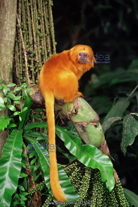: Golden Lion Tamarin : Golden Lion Tamarin