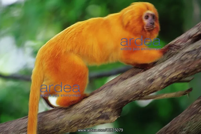 : Golden Lion Tamarin : Golden Lion Tamarin