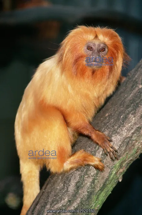 : Golden Lion Tamarin : Golden Lion Tamarin