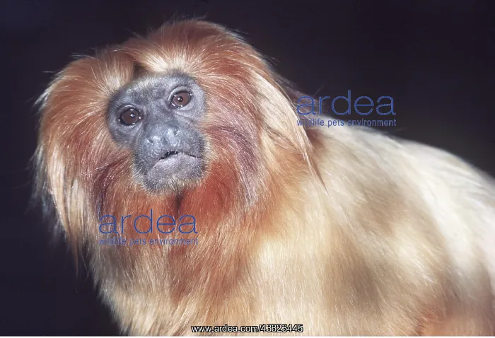 : GOLDEN LION TAMARIN : GOLDEN LION TAMARIN