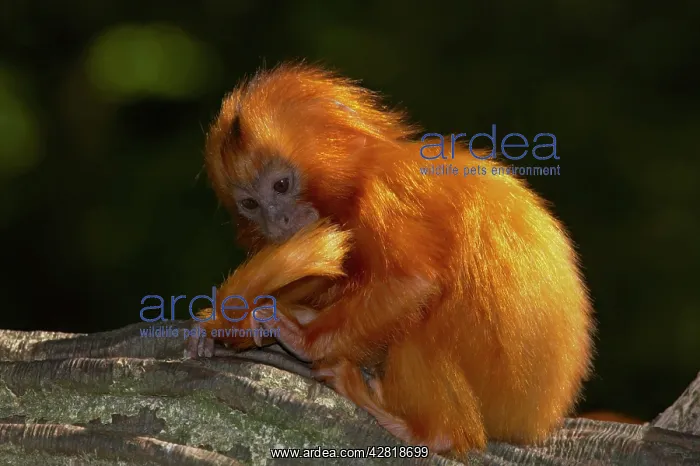 : Golden Lion Tamarin - Baby : Golden Lion Tamarin - Baby