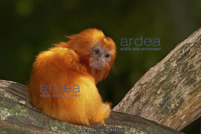 : Golden Lion Tamarin - Baby : Golden Lion Tamarin - Baby