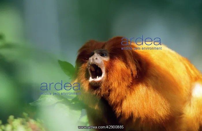 : Golden Lion Tamarin - calling : Golden Lion Tamarin - calling