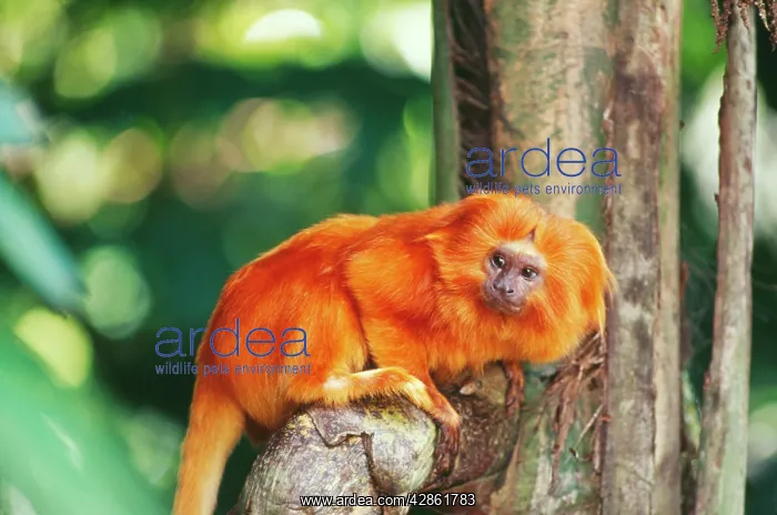  : Golden Lion TAMARIN - Critically endangered species
