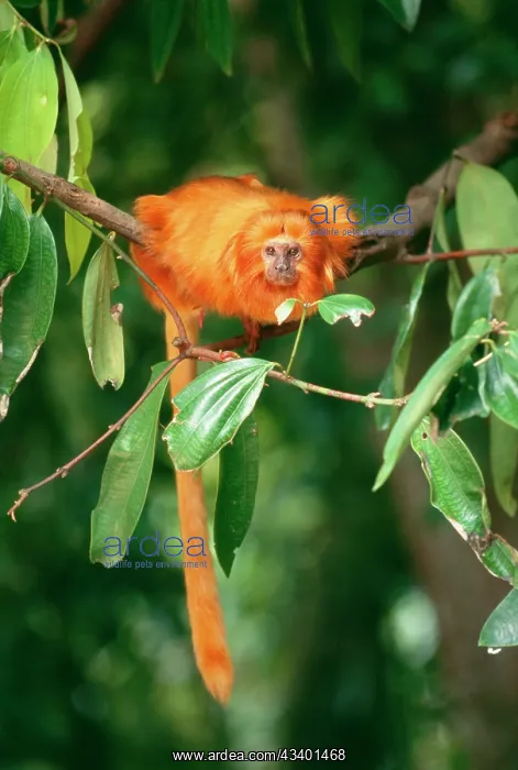 : Golden Lion TAMARIN - critiically endangered species : Golden Lion TAMARIN - critiically endangered species