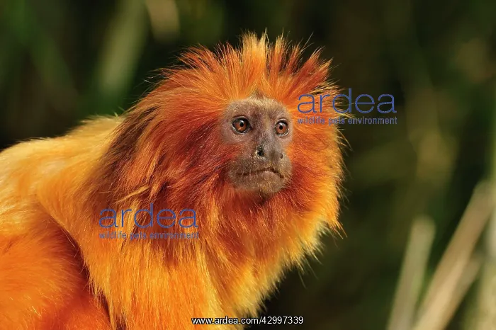 : Golden Lion Tamarin / Golden Marmoset - portrait : Golden Lion Tamarin / Golden Marmoset - portrait