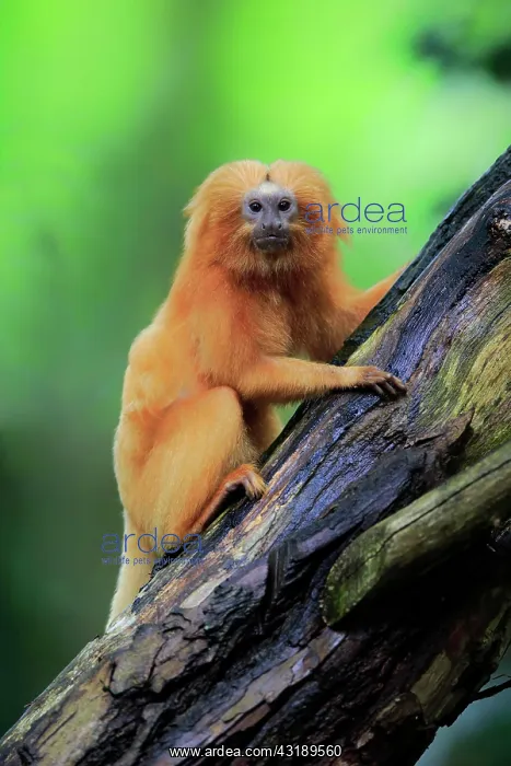 : Golden lion tamarin (Leontopithecus rosalia), adult : Golden lion tamarin (Leontopithecus rosalia), adult