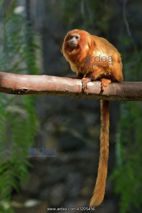 : Golden lion tamarin (Leontopithecus rosalia) sitting : Golden lion tamarin (Leontopithecus rosalia) sitting