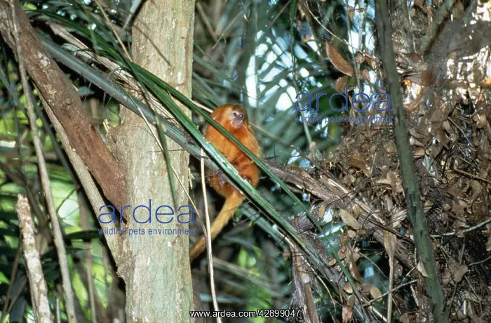 : GOLDEN LION TAMARIN - Sitting on tree : GOLDEN LION TAMARIN - Sitting on tree