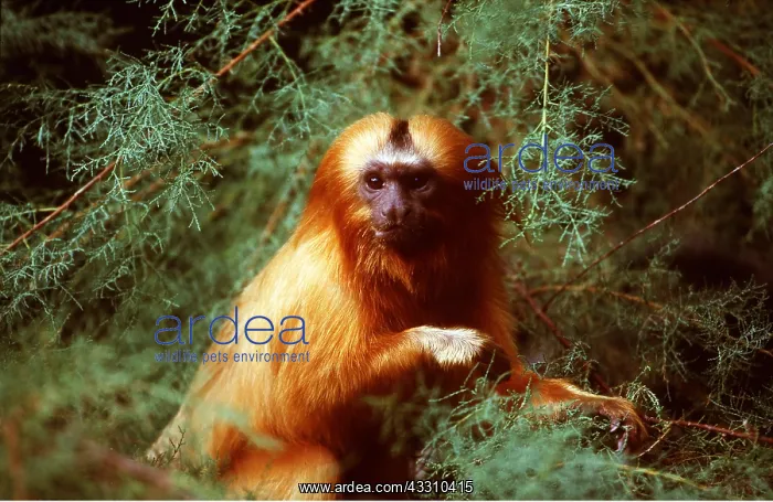 : Golden Lion Tamarin - in tree : Golden Lion Tamarin - in tree