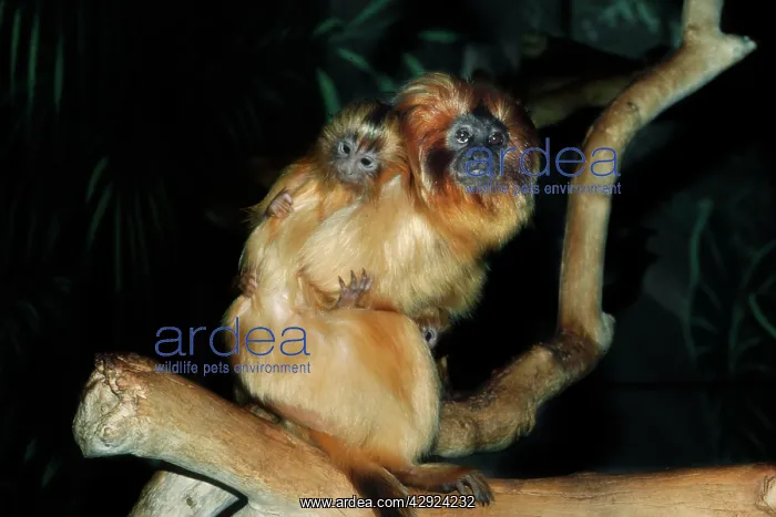 : Golden Lion Tamarin - with young : Golden Lion Tamarin - with young