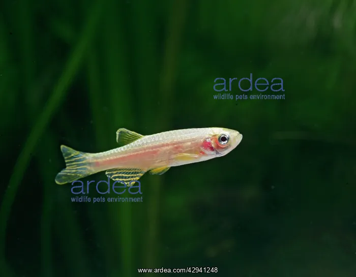 : Golden long-finned danio E side view, tropical : Golden long-finned danio E side view, tropical