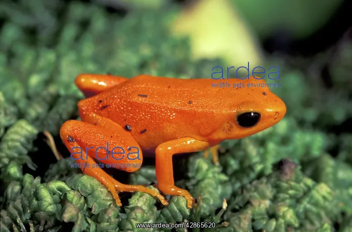 : Golden Mantella : Golden Mantella