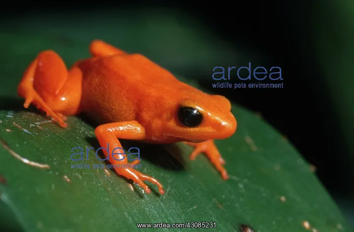 : Golden Mantella : Golden Mantella