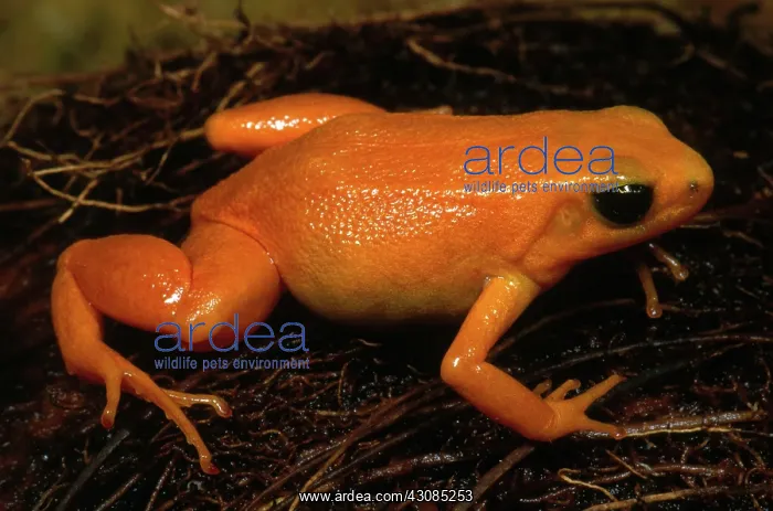: Golden Mantella : Golden Mantella