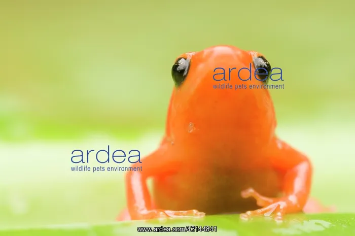 : Golden Mantella : Golden Mantella