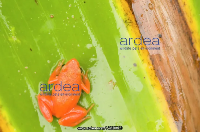 : Golden Mantella : Golden Mantella