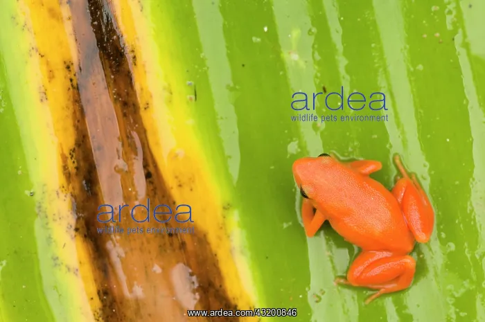 : Golden Mantella : Golden Mantella