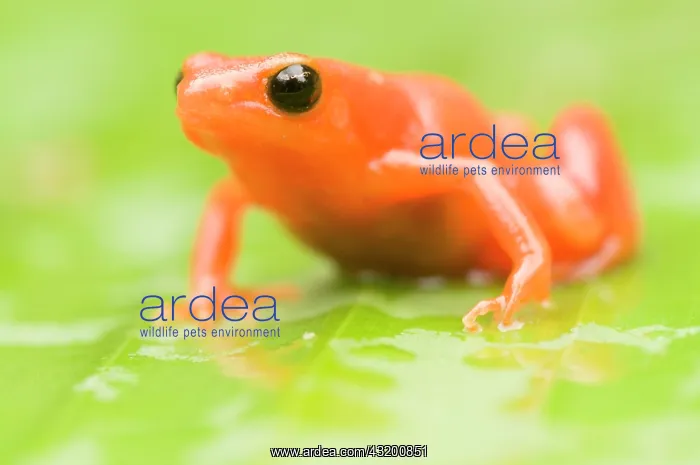 : Golden Mantella : Golden Mantella
