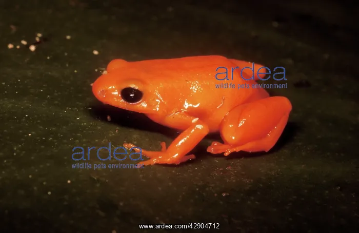 : Golden Mantella Frog : Golden Mantella Frog