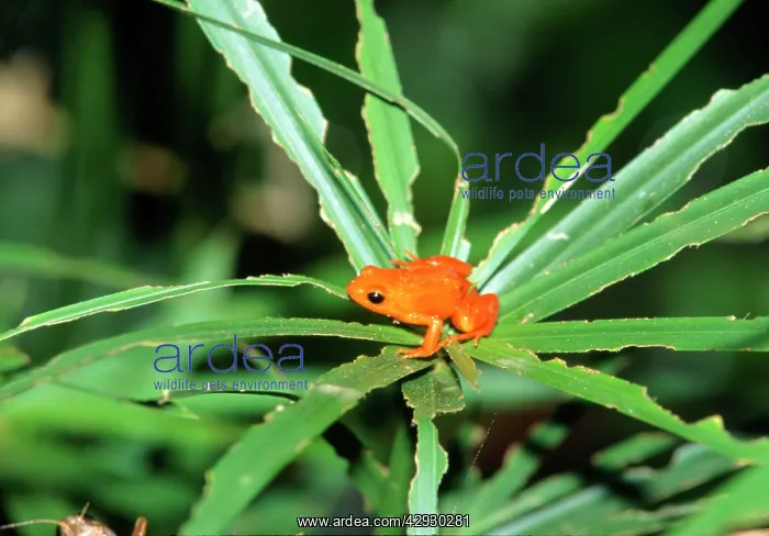 : GOLDEN MANTELLA FROG : GOLDEN MANTELLA FROG