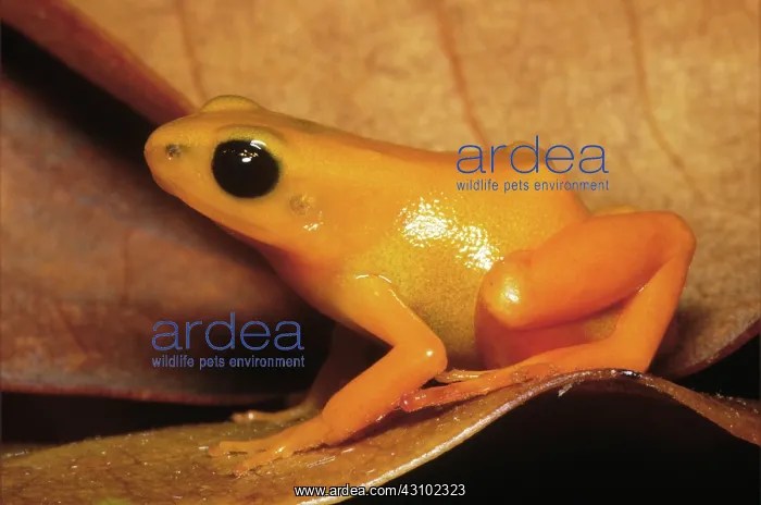 : Golden Mantella Frog (Mantella aurantiaca) : Golden Mantella Frog (Mantella aurantiaca)