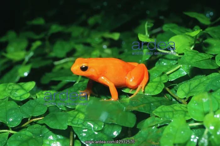 : Golden MANTELLA FROG - Orange : Golden MANTELLA FROG - Orange