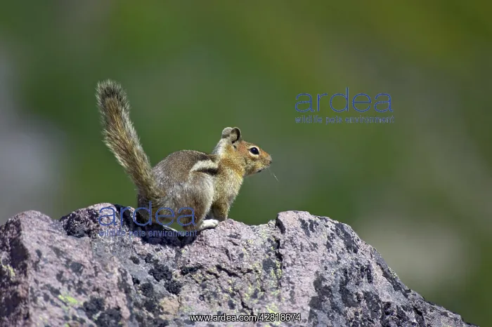 : Golden-mantled Ground Squirrel : Golden-mantled Ground Squirrel
